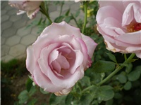 4184a0ea-Picture 2797.jpg